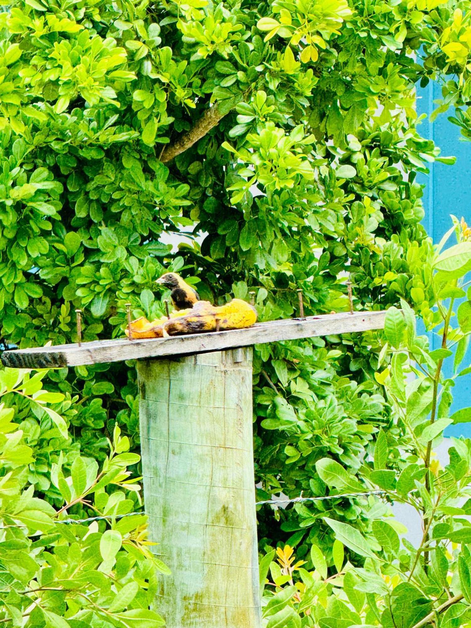 Hospedaria Hibisco Xando - Caraiva Caraíva Exterior foto